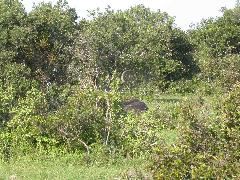 Africa0492DSCN0581