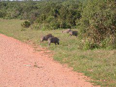 Africa0498DSCN0587