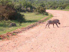 Africa0499DSCN0588
