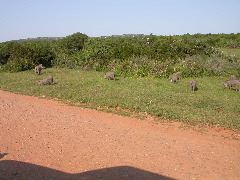 Africa0500DSCN0589