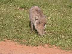 Africa0501DSCN0590