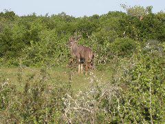 Africa0503DSCN0592