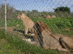 Africa0526DSCN0615