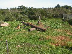 Africa0527DSCN0616