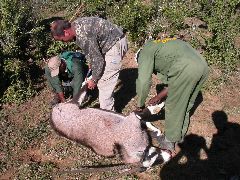 Africa0354DSCN0443