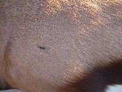 Africa0362DSCN0451