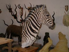 Africa0383DSCN0472